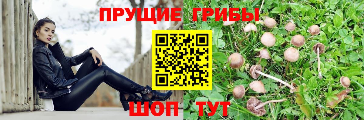 Псилоцибиновые грибы Cubensis  Вход с VPN  Аксай  Галлюциногенные грибы мицелий 